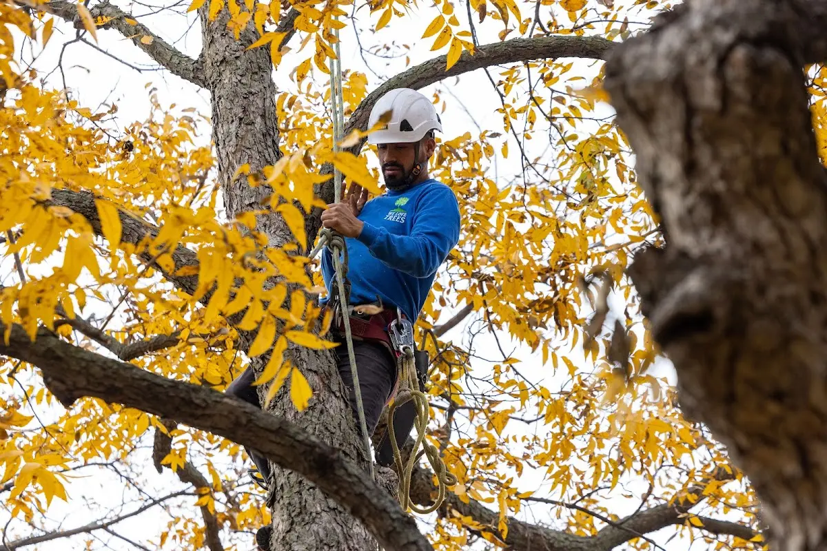 Skilled Tree Planing crew working in Konawa