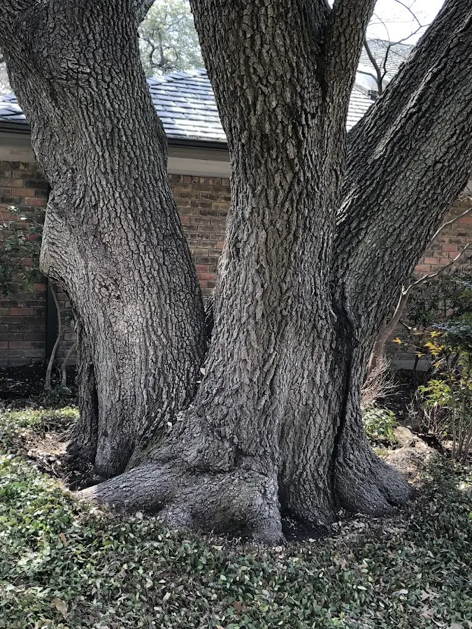 Mature heritage tree close to a Konawa property cared for by certified arborists